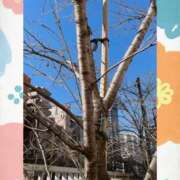 ヒメ日記 2025/01/14 11:08 投稿 はなぶさ 東京人妻セレブリティ（ユメオト）