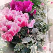 ヒメ日記 2025/02/18 13:55 投稿 はなぶさ 東京人妻セレブリティ（ユメオト）