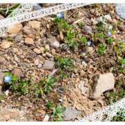 ヒメ日記 2025/02/19 00:08 投稿 はなぶさ 東京人妻セレブリティ（ユメオト）