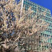 ヒメ日記 2025/02/25 12:36 投稿 はなぶさ 東京人妻セレブリティ（ユメオト）