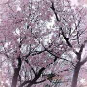 ヒメ日記 2025/03/24 14:48 投稿 はなぶさ 東京人妻セレブリティ（ユメオト）