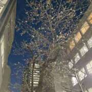 ヒメ日記 2025/03/26 10:08 投稿 はなぶさ 東京人妻セレブリティ（ユメオト）