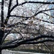 ヒメ日記 2025/03/29 12:10 投稿 はなぶさ 東京人妻セレブリティ（ユメオト）