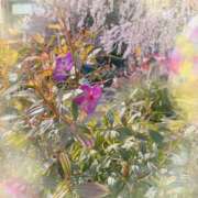 ヒメ日記 2025/03/30 08:53 投稿 はなぶさ 東京人妻セレブリティ（ユメオト）