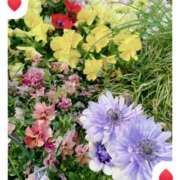 ヒメ日記 2025/04/03 00:39 投稿 はなぶさ 東京人妻セレブリティ（ユメオト）