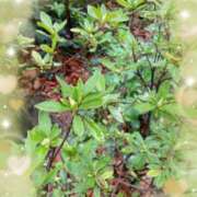 ヒメ日記 2025/04/03 12:16 投稿 はなぶさ 東京人妻セレブリティ（ユメオト）