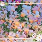 ヒメ日記 2025/04/08 13:46 投稿 はなぶさ 東京人妻セレブリティ（ユメオト）