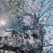 ヒメ日記 2025/04/10 00:35 投稿 はなぶさ 東京人妻セレブリティ（ユメオト）