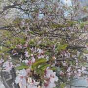 ヒメ日記 2025/04/15 10:29 投稿 はなぶさ 東京人妻セレブリティ（ユメオト）