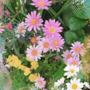 ヒメ日記 2025/04/18 01:46 投稿 はなぶさ 東京人妻セレブリティ（ユメオト）