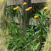 ヒメ日記 2025/04/24 10:33 投稿 はなぶさ 東京人妻セレブリティ（ユメオト）