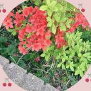 ヒメ日記 2025/05/03 11:12 投稿 はなぶさ 東京人妻セレブリティ（ユメオト）