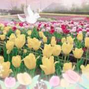 ヒメ日記 2025/05/04 10:25 投稿 はなぶさ 東京人妻セレブリティ（ユメオト）