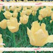 はなぶさ 肌寒い日は人肌恋しく。 東京人妻セレブリティ（ユメオト）