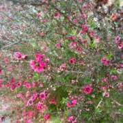 はなぶさ 嘘つきはわたしです。 東京人妻セレブリティ（ユメオト）