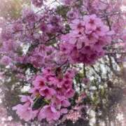 ヒメ日記 2025/03/30 18:01 投稿 三浦（ミウラ） アバンチュール(五反田)