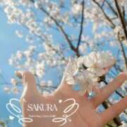 ヒメ日記 2026/03/29 20:35 投稿 さくら コルドンブルー