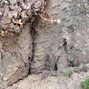 ヒメ日記 2025/03/26 12:38 投稿 芹澤ちひろ 恋する奥さん 西中島店