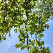 ヒメ日記 2025/05/08 12:35 投稿 芹澤ちひろ 恋する奥さん 西中島店