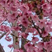 ヒメ日記 2026/03/27 08:42 投稿 芹澤ちひろ 恋する奥さん 西中島店