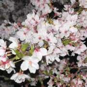 ヒメ日記 2025/04/17 19:36 投稿 ちよ 熟女＆人妻＆ぽっちゃり倶楽部