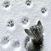 ヒメ日記 2025/11/02 07:59 投稿 あおい【高山出発】 Cat's高山店