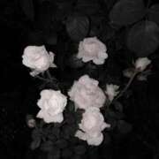 ヒメ日記 2025/11/18 17:09 投稿 あおい【高山出発】 Cat's高山店