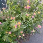 ヒメ日記 2025/11/11 07:15 投稿 のの BAD COMPANY（バッドカンパニー）