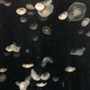 ヒメ日記 2025/11/17 07:45 投稿 のの BAD COMPANY（バッドカンパニー）