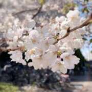 ヒメ日記 2026/04/01 20:30 投稿 のの BAD COMPANY（バッドカンパニー）