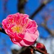 ヒメ日記 2025/03/14 13:21 投稿 香取 人妻風俗チャンネル