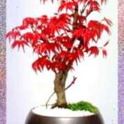 みはる【スタンダード】 季節感。 博多の熟女