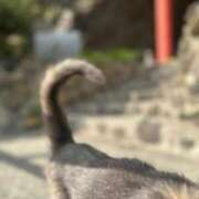 ヒメ日記 2025/10/20 19:10 投稿 黒蝶アゲハ 全裸革命orおもいっきり痴漢電車