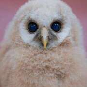 ヒメ日記 2025/02/03 01:27 投稿 かおり カワサキ EROTIC