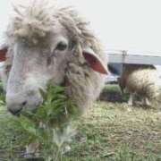 ヒメ日記 2025/03/24 22:38 投稿 かおり カワサキ EROTIC