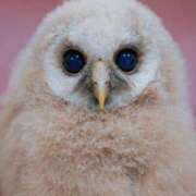 ヒメ日記 2025/03/27 03:46 投稿 かおり カワサキ EROTIC