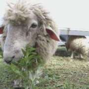 ヒメ日記 2025/04/12 07:43 投稿 かおり カワサキ EROTIC