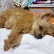 ヒメ日記 2025/04/17 03:14 投稿 かおり カワサキ EROTIC