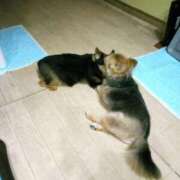 ヒメ日記 2026/05/05 17:24 投稿 かおり カワサキ EROTIC