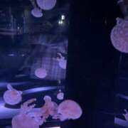 ヒメ日記 2024/12/15 21:26 投稿 かれん パイの巣