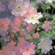 ヒメ日記 2025/02/01 01:23 投稿 ひなの if(イフ) 中村店