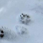 ヒメ日記 2025/02/15 06:43 投稿 ひなの if(イフ) 中村店