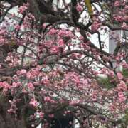 ヒメ日記 2025/03/16 19:03 投稿 ひなの if(イフ) 中村店