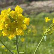 ヒメ日記 2025/04/05 02:40 投稿 ひなの if(イフ) 中村店