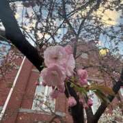 ヒメ日記 2025/04/13 08:57 投稿 高山　まほ ギン妻パラダイス 谷九店