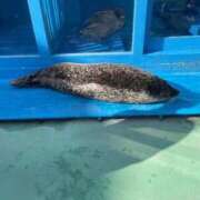 ヒメ日記 2026/04/21 11:09 投稿 【燈香 ゆる】 梅田ムチSpa女学院