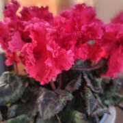 ヒメ日記 2025/03/21 08:30 投稿 つきの 奥鉄オクテツ神奈川店（デリヘル市場グループ）