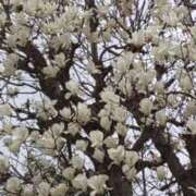 ヒメ日記 2025/03/24 11:00 投稿 つきの 奥鉄オクテツ神奈川店（デリヘル市場グループ）