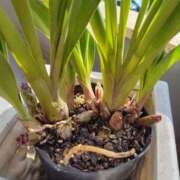 ヒメ日記 2025/03/26 11:00 投稿 つきの 奥鉄オクテツ神奈川店（デリヘル市場グループ）