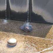 ヒメ日記 2025/03/27 10:00 投稿 つきの 奥鉄オクテツ神奈川店（デリヘル市場グループ）